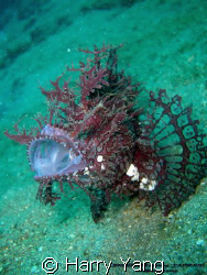 Lacy Scorpionfish..2008/8/17 by Harry Yang 